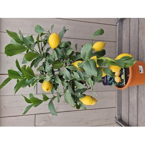   Citrus limon  Pot 20/22 cm buisson 60/70 extra