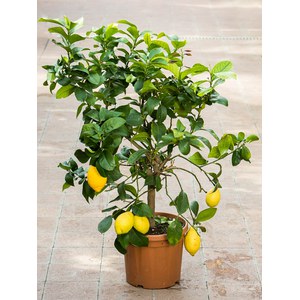   Citrus limon  Pot 24 cm, hauteur 100 cm, gros tronc