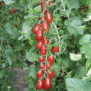 Schilliger Production  Tomate 'Trilly rouge'  Pot de 10.5 cm
