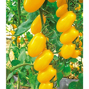 Schilliger Production  Tomate 'Dolly jaune'  Pot de 10.5 cm
