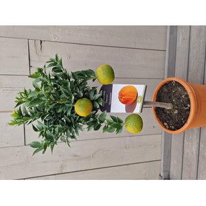   Citrus myrtifolia 'Chinotto'  Pot 20 60/70