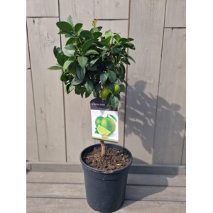   Citrus aurantifolia  Pot 22 cm Mini-tige