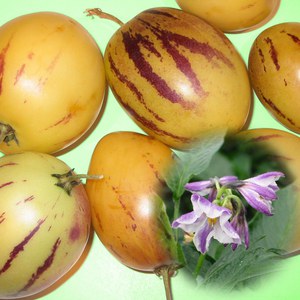   Solanum muricatum  Pot 1.5 litres