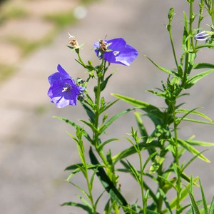 Schilliger Production  Campanula persicifolia bleu  15  cm