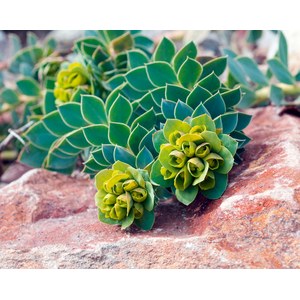 Schilliger Production  Euphorbia myrsinites  13 cm