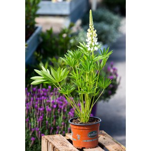 Schilliger Production  Lupinus 'Gallery White'  15  cm