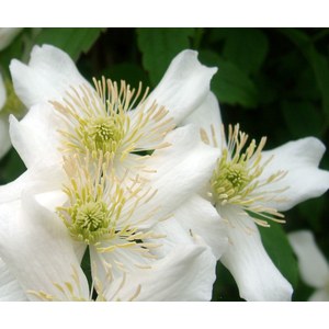 Schilliger Production  Clematis montana 'Grandiflora'  3 Tuteurs
