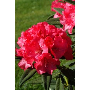   Rhododendron 'Melville'  C5 40/+