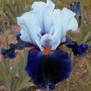 Schilliger Production  Iris germanica 'Chelsea Bleu'  15 cm