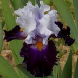 Schilliger Production  Iris germanica 'Piste Noire'  15 cm