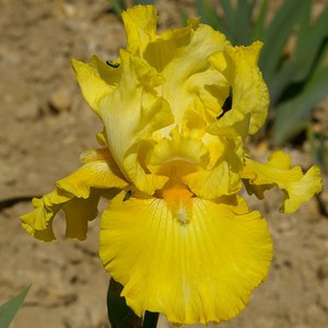 Schilliger Production  Iris germanica 'Golden Immortal'  15 cm