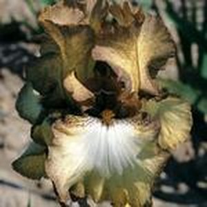 Schilliger Production  Iris germanica 'Patina'  15 cm
