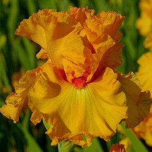 Schilliger Production  Iris germanica 'Amplified'  15 cm
