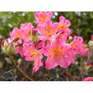  Rhododendron 'Golden Gate'  C5 40/+