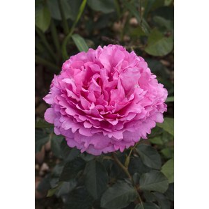 Grandes fleurs Schilliger Production Rosier grimpant Yves Piaget