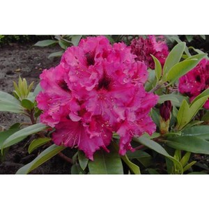   Rhododendron 'Marie Fortier'  C 25 100+