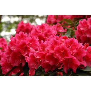   Rhododendron 'Manderley'  C5 40/+
