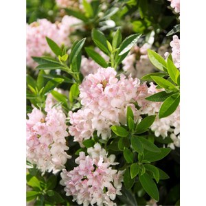   Rhododendron 'Bloombux Pink'  C 2