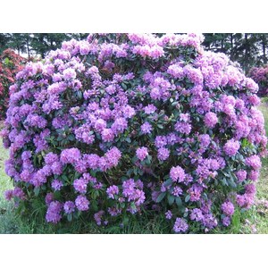   Rhododendron 'Catabiensis grandiflorum'  C15 60/