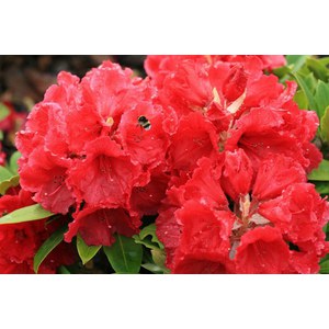  Rhododendron 'Red Jack'  C15 60/