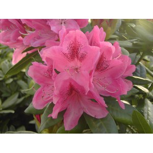   Rhododendron 'Cosmopolitan'  C5 40/