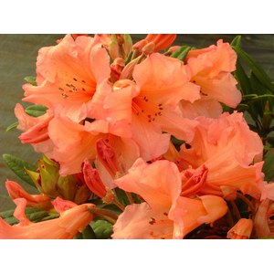  Rhododendron 'Tortoiseshell orange'  C5 40/
