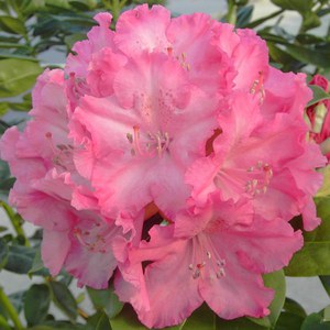   Rhododendron 'Germania'  C7.5 50/