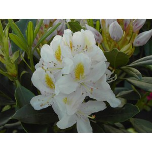  Rhododendron 'Madame Masson'  C7.5 50/