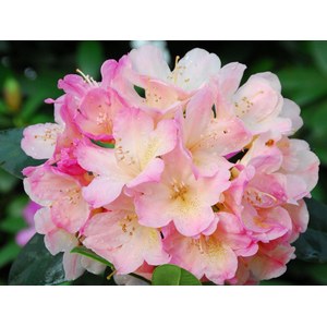   Rhododendron yakushimanum 'Percy Wiseman'  C7.5 50/