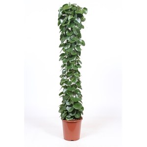   Cissus rotundifolia  Pot 27cm h150
