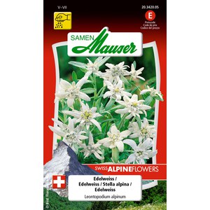   Edelweiss-Leontopodium alpinum  