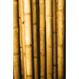 Schilliger Sélection  Bambou asiastyle 8-11  200x11x11cm