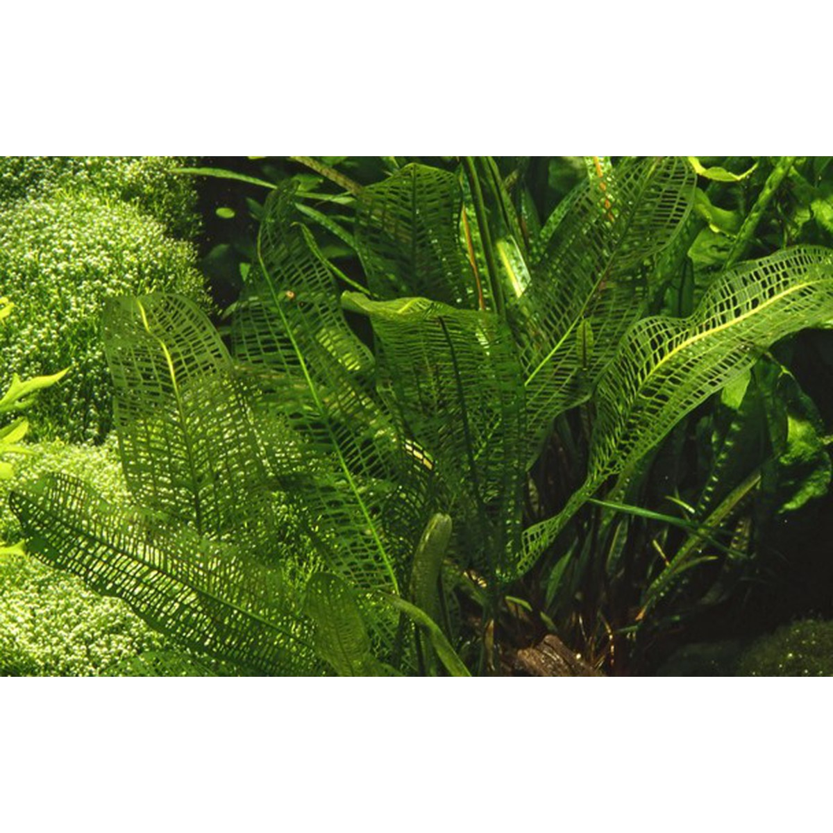 Tropica Aquarium Plants  Aponogeton madagascariensis  