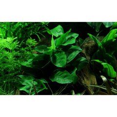 Tropica Aquarium Plants  Anubias barteri v. nana petite  