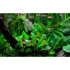 Tropica Aquarium Plants  Cryptocoryne wendtii Green  
