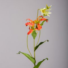   Gloriosa en branche Rouge fuchsia 103cm