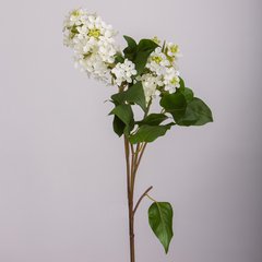   Lilas en fleurs Blanc 90cm