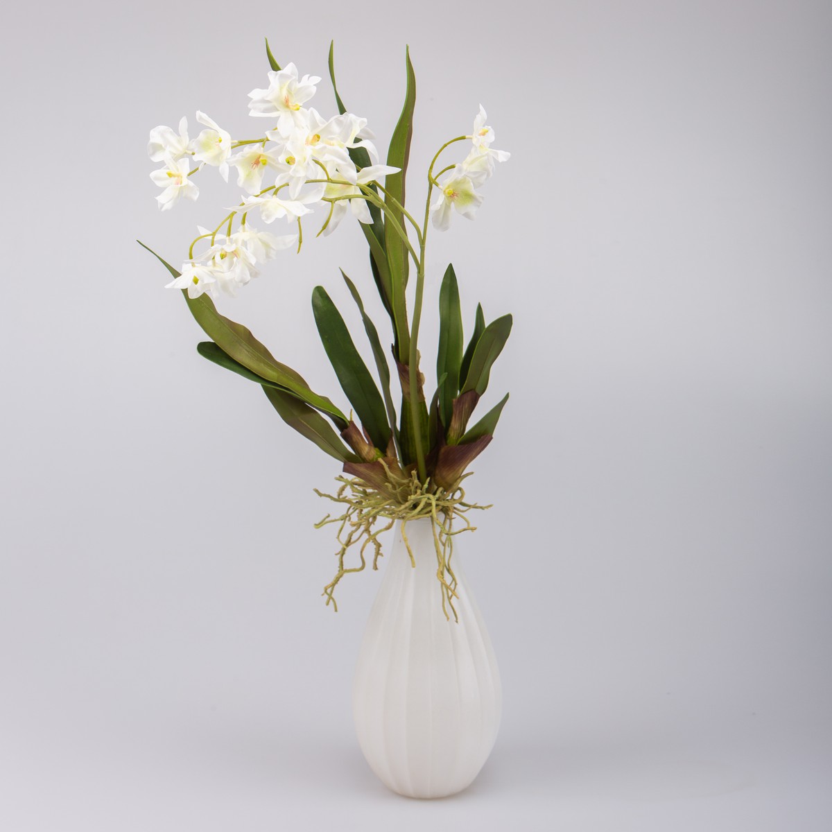 Schilliger Sélection  Dendrobium en plante Blanc 83cm