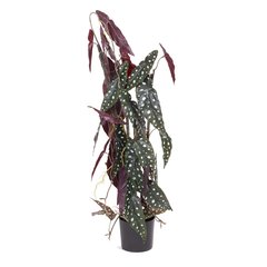 Schilliger Sélection  Begonia maculata sur tuteur artificiel  75cm
