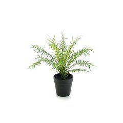 Schilliger Sélection  Fougère Blechnum artificielle  20cm