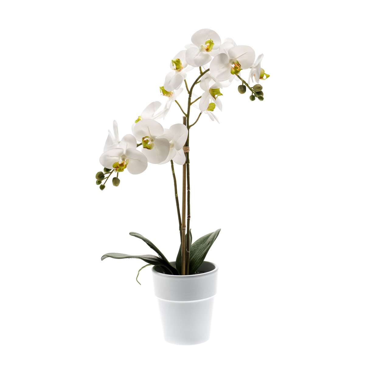 Schilliger Sélection  Phalaenopsis en pot artificiel Blanc 65cm