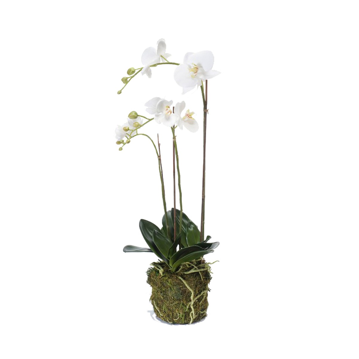 Schilliger Sélection  Phalaenopsis pot mousse artificiel  70cm