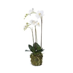 Schilliger Sélection  Phalaenopsis pot mousse artificiel  70cm