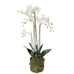 Schilliger Sélection  Phalaenopsis pot mousse artificiel  80cm