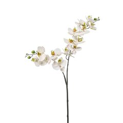 Schilliger Sélection  Phalaenopsis en branche artificiel Blanc 