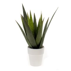 Schilliger Sélection  Aloe en pot blanc artificielle  23cm