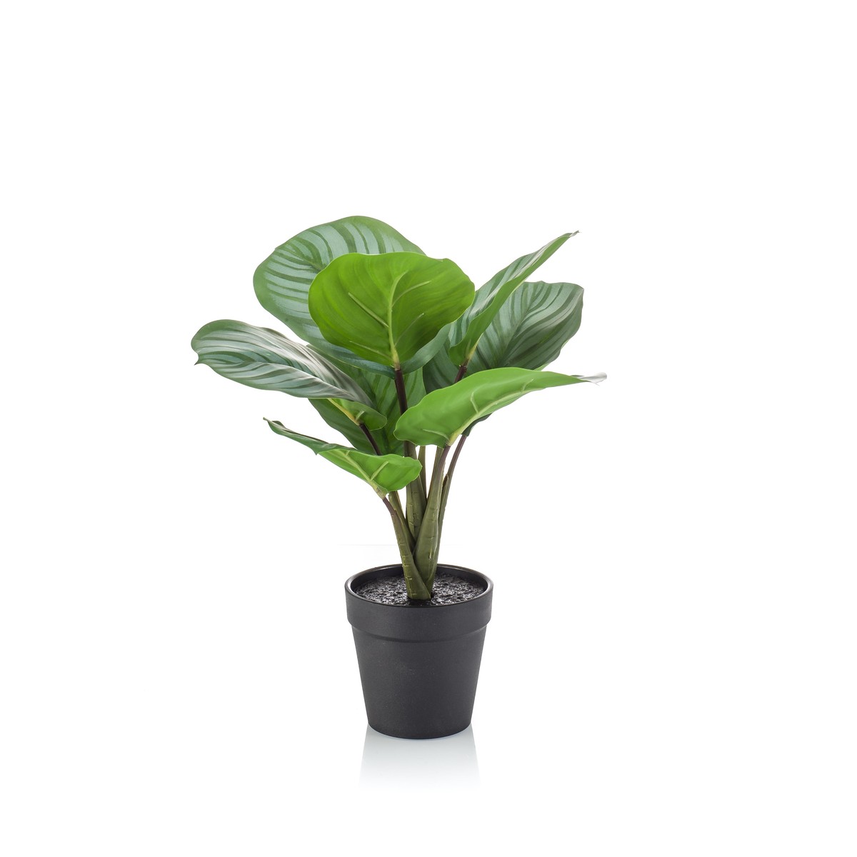 Schilliger Sélection  Calathea en pot noir artificiel  30cm