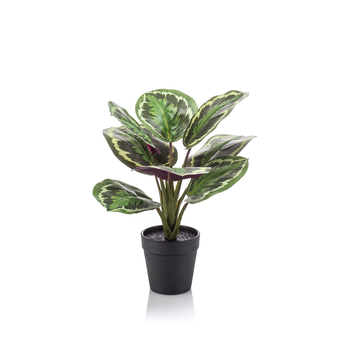 Schilliger Sélection  Calathea en pot noir artificiel  30cm