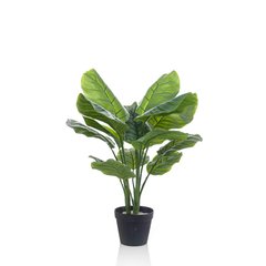 Schilliger Sélection  Calathea Orbifolia artificiel  70cm