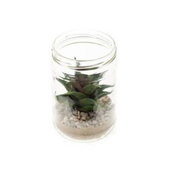 Schilliger Sélection  Echeveria setosa pot en verre artificiel  12.7cm